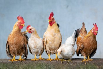 Nuova pandemia in arrivo? Cos'è l'aviaria e perché servono subito i vaccini