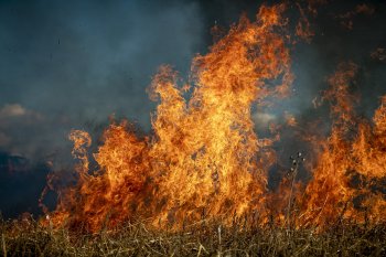 Qual è davvero la situazione a Persano dopo l'incendio