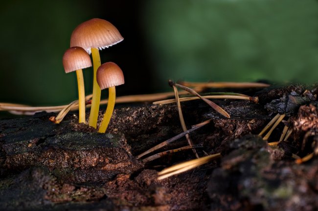 Multa per chi raccoglie i funghi senza permesso